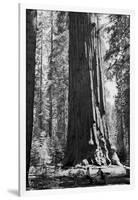 Sherman Tree-null-Framed Art Print