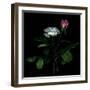 Sherry Parfait and White-Magda Indigo-Framed Photographic Print