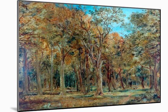 Sherwood Forest-Richard Sebastian Bond-Mounted Giclee Print