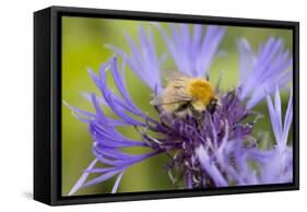 Shetland Bumblebee-null-Framed Stretched Canvas