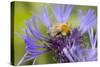 Shetland Bumblebee-null-Stretched Canvas