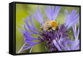 Shetland Bumblebee-null-Framed Stretched Canvas