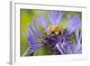 Shetland Bumblebee-null-Framed Photographic Print