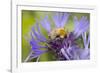 Shetland Bumblebee-null-Framed Photographic Print