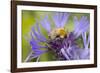 Shetland Bumblebee-null-Framed Photographic Print