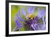 Shetland Bumblebee-null-Framed Photographic Print