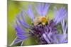 Shetland Bumblebee-null-Mounted Photographic Print