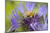 Shetland Bumblebee-null-Mounted Photographic Print