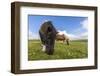 Shetland Ponies, Jarlshof, Shetland Isles, Scotland, United Kingdom, Europe-Michael Nolan-Framed Photographic Print