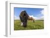 Shetland Ponies, Jarlshof, Shetland Isles, Scotland, United Kingdom, Europe-Michael Nolan-Framed Photographic Print