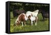 Shetland Pony 002-Bob Langrish-Framed Stretched Canvas