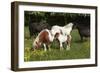 Shetland Pony 002-Bob Langrish-Framed Photographic Print