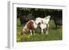 Shetland Pony 002-Bob Langrish-Framed Photographic Print