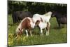 Shetland Pony 002-Bob Langrish-Mounted Photographic Print