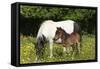Shetland Pony 006-Bob Langrish-Framed Stretched Canvas