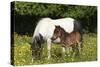 Shetland Pony 006-Bob Langrish-Stretched Canvas