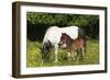 Shetland Pony 006-Bob Langrish-Framed Photographic Print