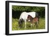 Shetland Pony 006-Bob Langrish-Framed Photographic Print