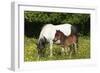 Shetland Pony 006-Bob Langrish-Framed Photographic Print