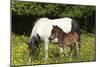 Shetland Pony 006-Bob Langrish-Mounted Photographic Print