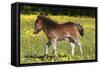 Shetland Pony 009-Bob Langrish-Framed Stretched Canvas