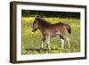Shetland Pony 009-Bob Langrish-Framed Photographic Print