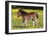 Shetland Pony 009-Bob Langrish-Framed Photographic Print