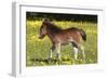 Shetland Pony 009-Bob Langrish-Framed Photographic Print