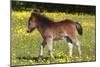 Shetland Pony 009-Bob Langrish-Mounted Photographic Print