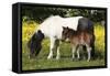 Shetland Pony 011-Bob Langrish-Framed Stretched Canvas