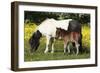 Shetland Pony 011-Bob Langrish-Framed Photographic Print