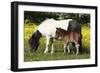 Shetland Pony 011-Bob Langrish-Framed Photographic Print