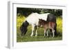 Shetland Pony 011-Bob Langrish-Framed Photographic Print