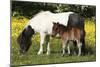 Shetland Pony 011-Bob Langrish-Mounted Photographic Print