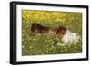 Shetland Pony 012-Bob Langrish-Framed Photographic Print