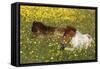 Shetland Pony 012-Bob Langrish-Framed Stretched Canvas