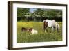 Shetland Pony 013-Bob Langrish-Framed Photographic Print