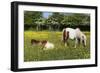 Shetland Pony 013-Bob Langrish-Framed Photographic Print