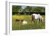 Shetland Pony 013-Bob Langrish-Framed Photographic Print