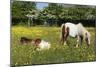 Shetland Pony 013-Bob Langrish-Mounted Photographic Print