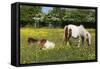 Shetland Pony 013-Bob Langrish-Framed Stretched Canvas