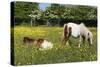 Shetland Pony 013-Bob Langrish-Stretched Canvas