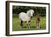 Shetland Pony 014-Bob Langrish-Framed Photographic Print