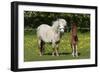 Shetland Pony 014-Bob Langrish-Framed Photographic Print