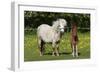 Shetland Pony 014-Bob Langrish-Framed Photographic Print