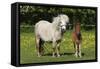 Shetland Pony 014-Bob Langrish-Framed Stretched Canvas