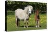 Shetland Pony 014-Bob Langrish-Stretched Canvas