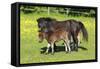 Shetland Pony 017-Bob Langrish-Framed Stretched Canvas