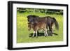 Shetland Pony 017-Bob Langrish-Framed Photographic Print