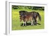 Shetland Pony 017-Bob Langrish-Framed Photographic Print